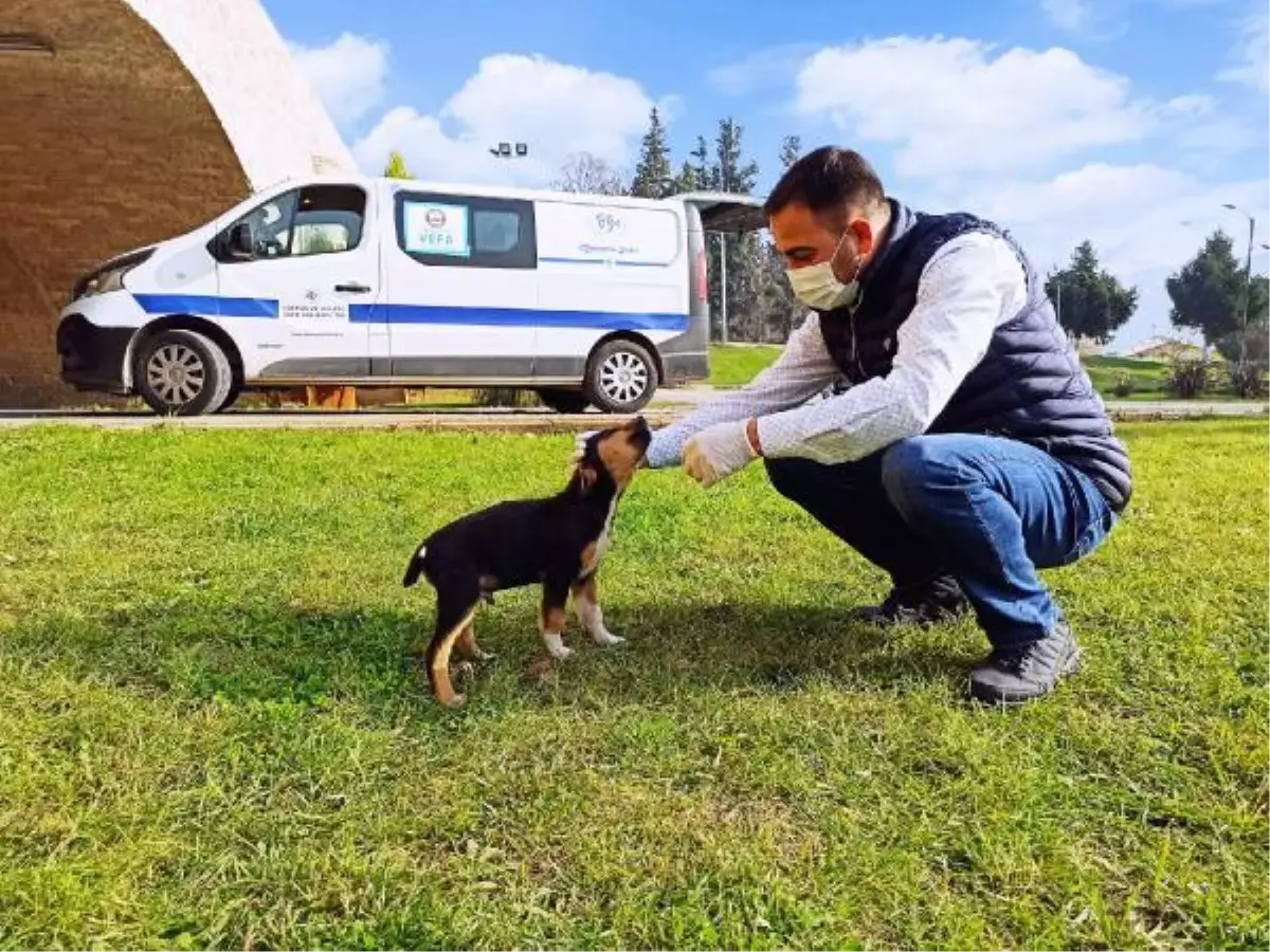 Biga Belediyesi kısıtlamada sokak hayvanlarını unutmadı