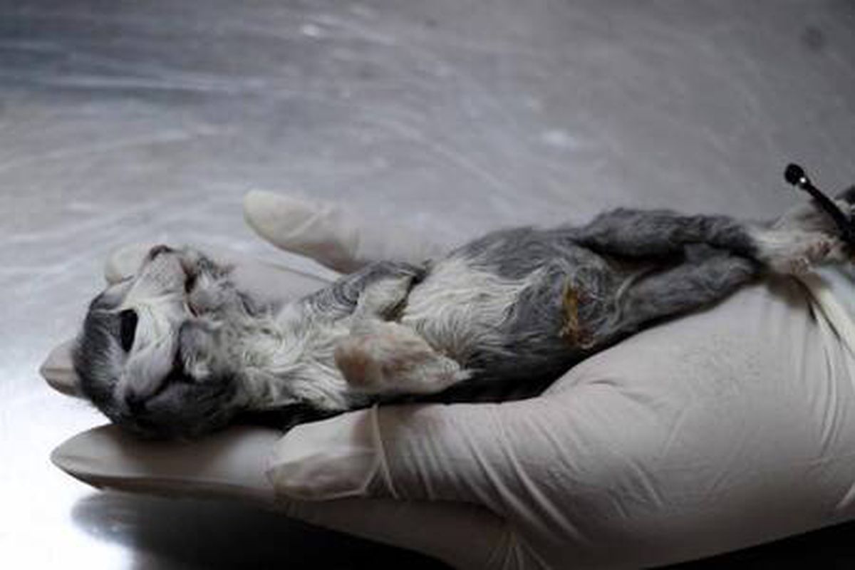 Çift başlı doğan kedi, bir saat yaşayabildi