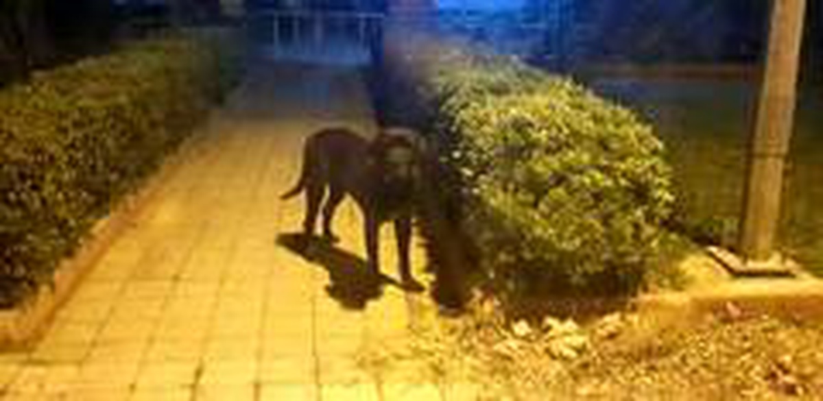 Son dakika haber... Erdek\'te kedileri öldüren köpek barınakta