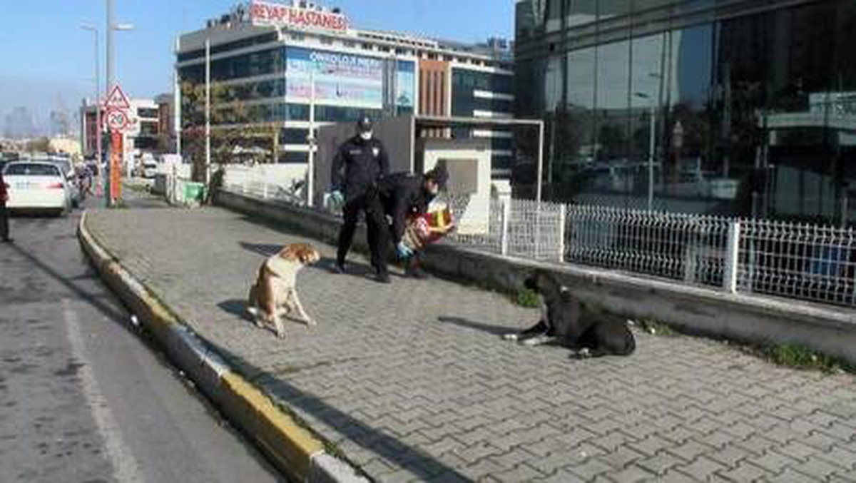 Esenyurt\'ta polis ekipleri sokak hayvanları için mama bıraktı
