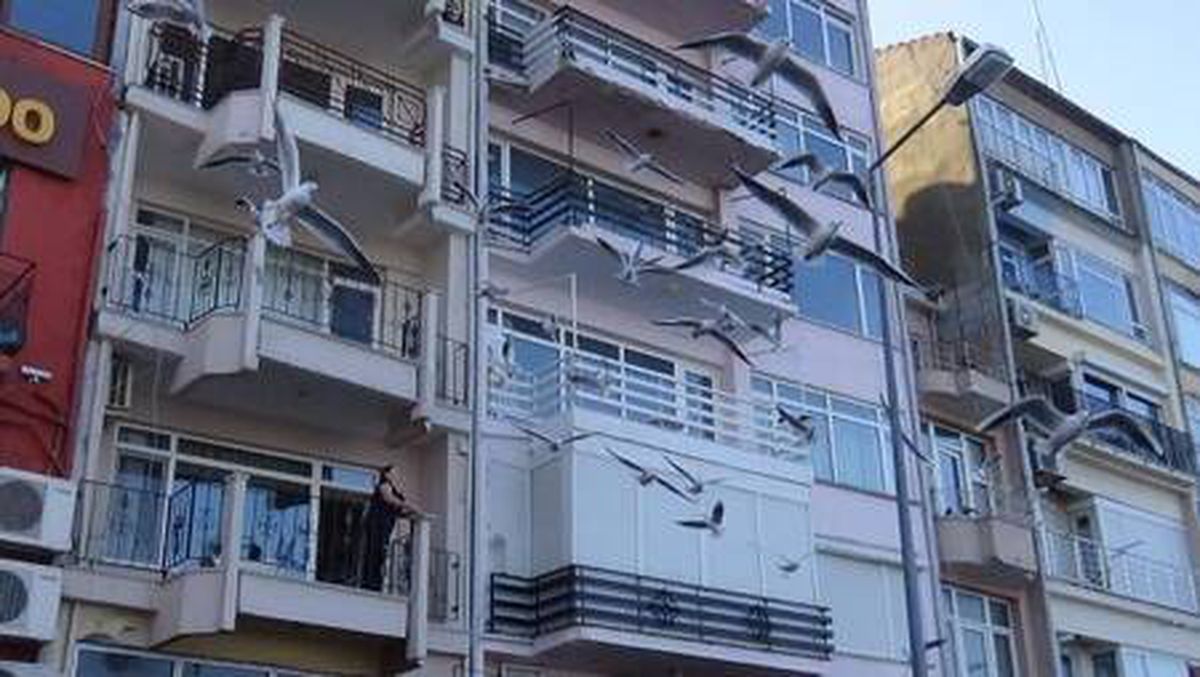 Sokağa çıkma kısıtlamasında martıları balkondan beslediler