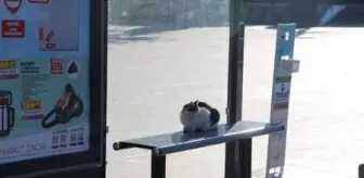 Tokat'ta cadde ve sokaklar hayvanlara kaldı