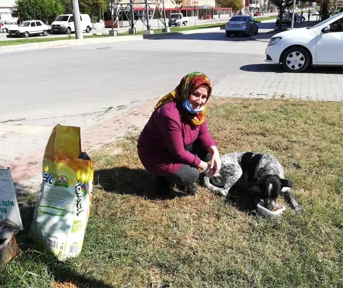 Yenişehirliler köpeklerin canlı canlı ölüme terk edilmesine isyan etti