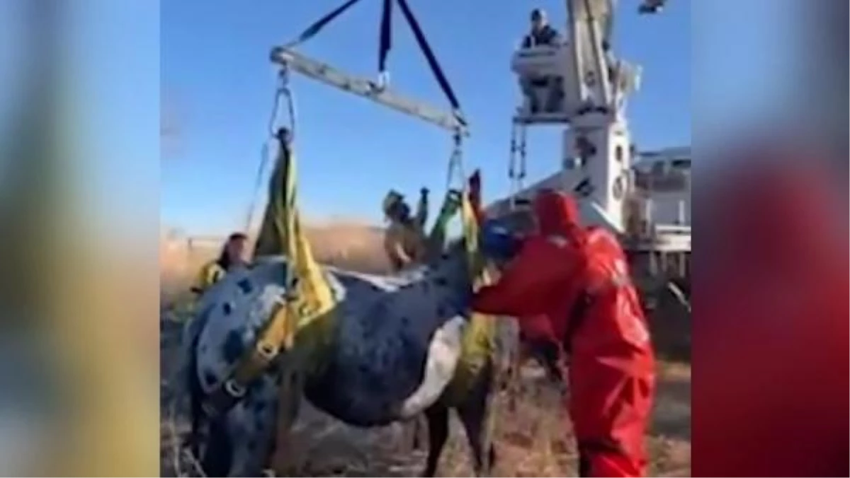 ABD\'de donmuş gölde mahsur kalan at vinçle kurtarıldı