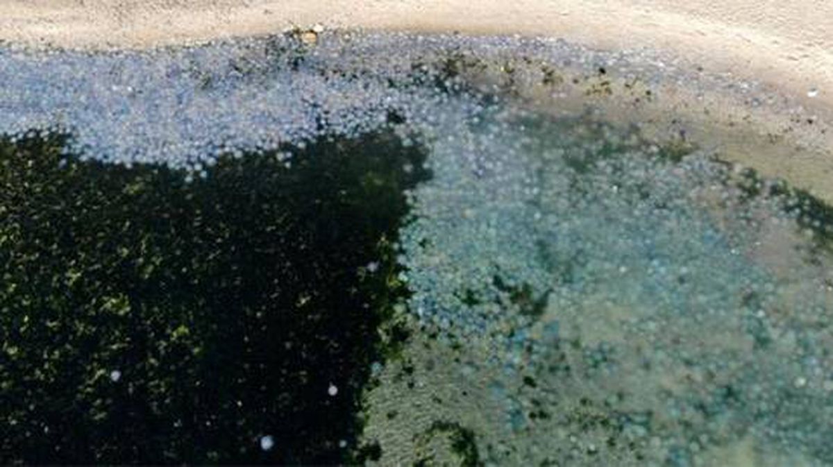 Avcılar sahilde deniz anası istilası! Binlercesi kıyıya vurdu