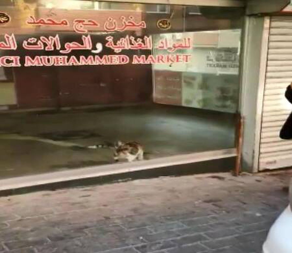 Son dakika... BAHÇELİEVLER\'DE DÜKKANDA MAHSUR KALAN KEDİYİ POLİSİN DİKKATİ KURTARDI