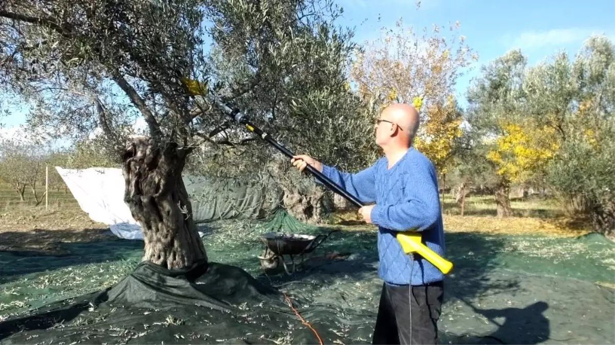 Balıkesir\'de sokağa çıkma yasağı zeytin hasadına engel olmadı