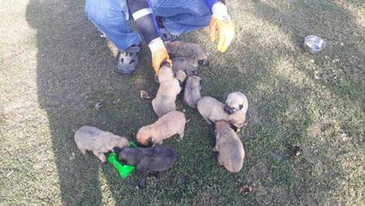 Son dakika haber! Çuvalda ölüme terk edilen 12 yavru köpeğin sağlık durumu iyi