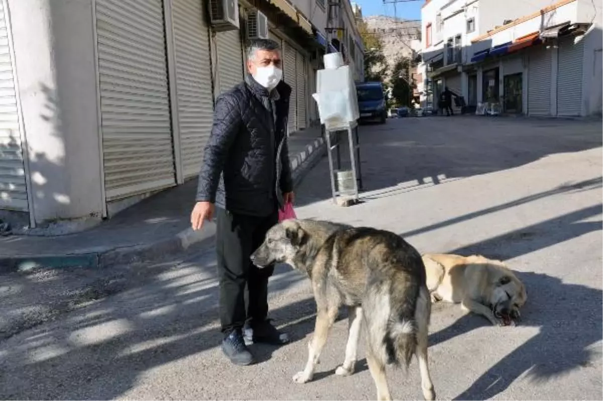 Derik\'te kısıtlamada sokak hayvanlarını esnaf besledi