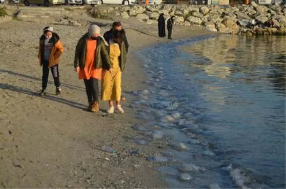 AVCILAR SAHİLİNDE KORKUTAN DEV DENİZANALARI