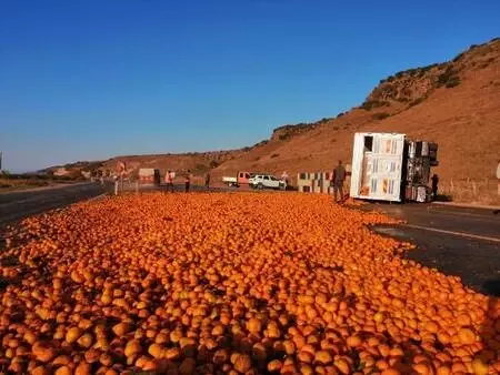 Kamyon devrildi; 15 ton mandalina yola saçıldı Kamyon devrildi; 15 ton mandalina yola saçıldı