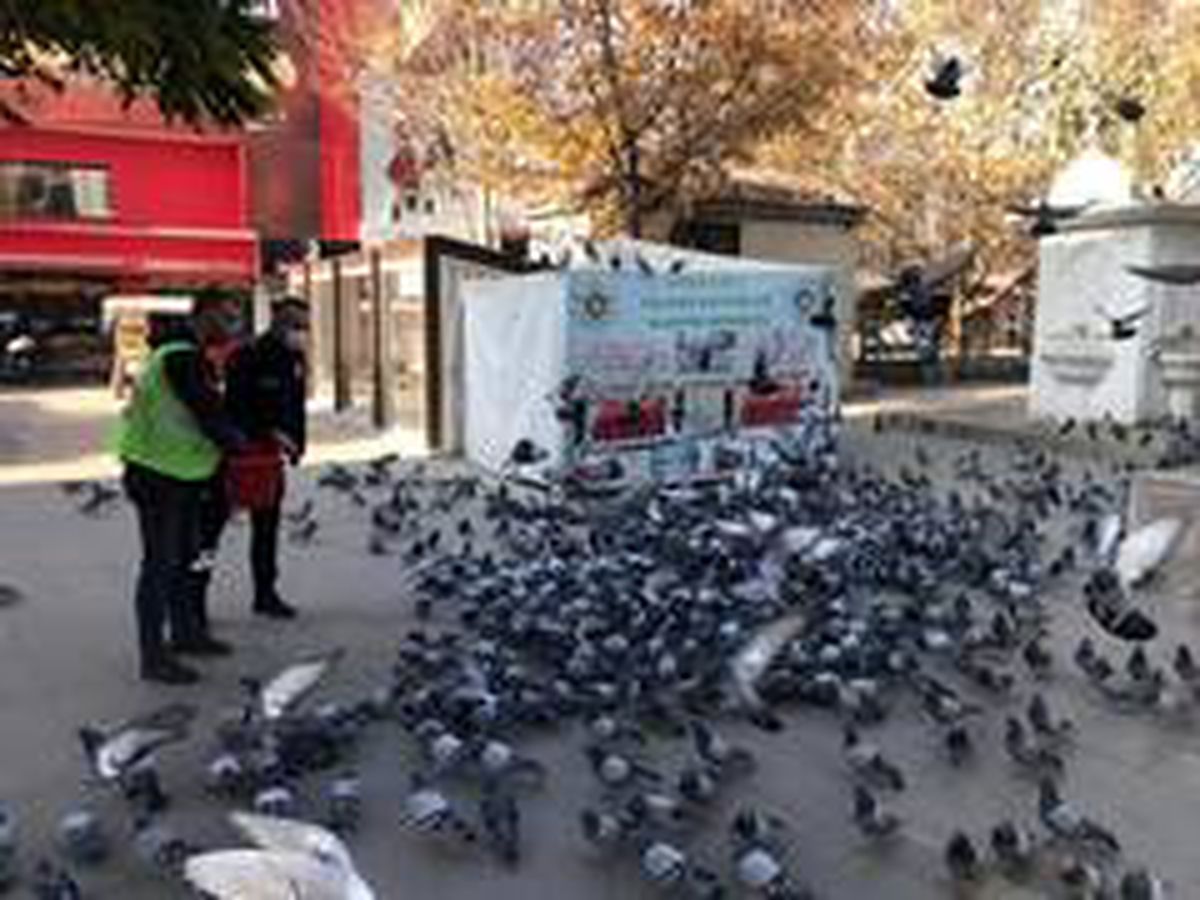 Kırıkkale\'de sokak hayvanlarına şefkat eli