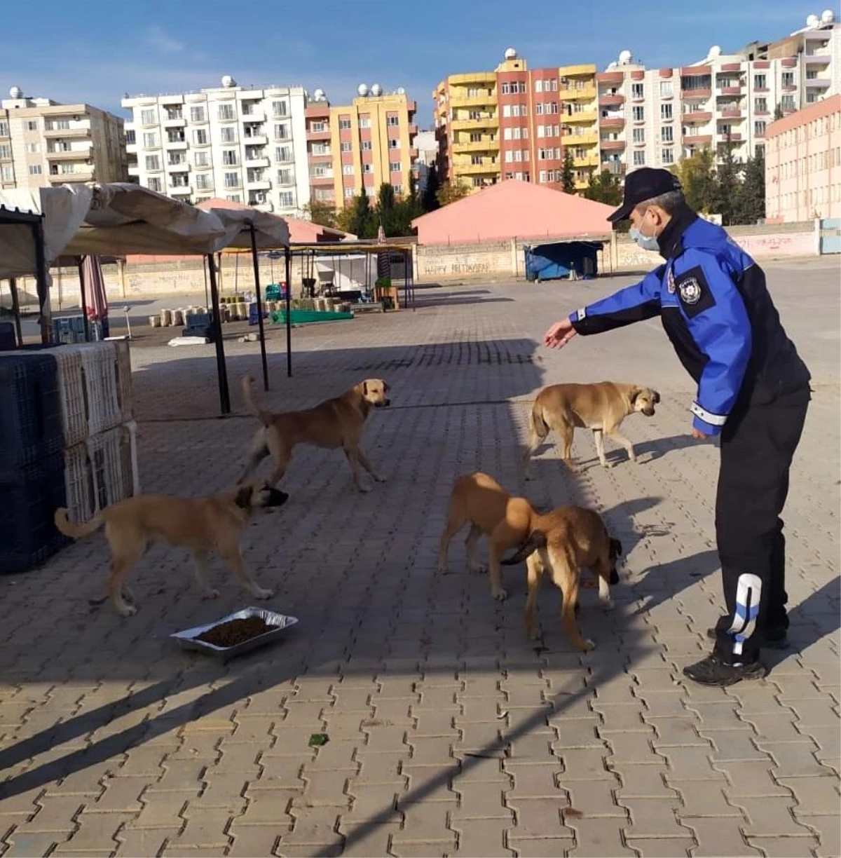 Kızıltepe Belediyesi sokak hayvanlarını unutmadı