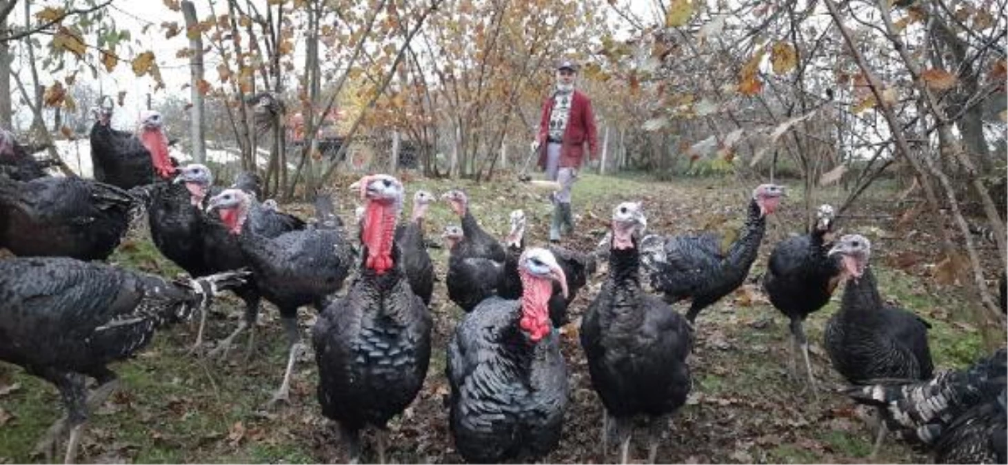 Koronavirüs nedeniyle yılbaşı hindisinin satışları düştü