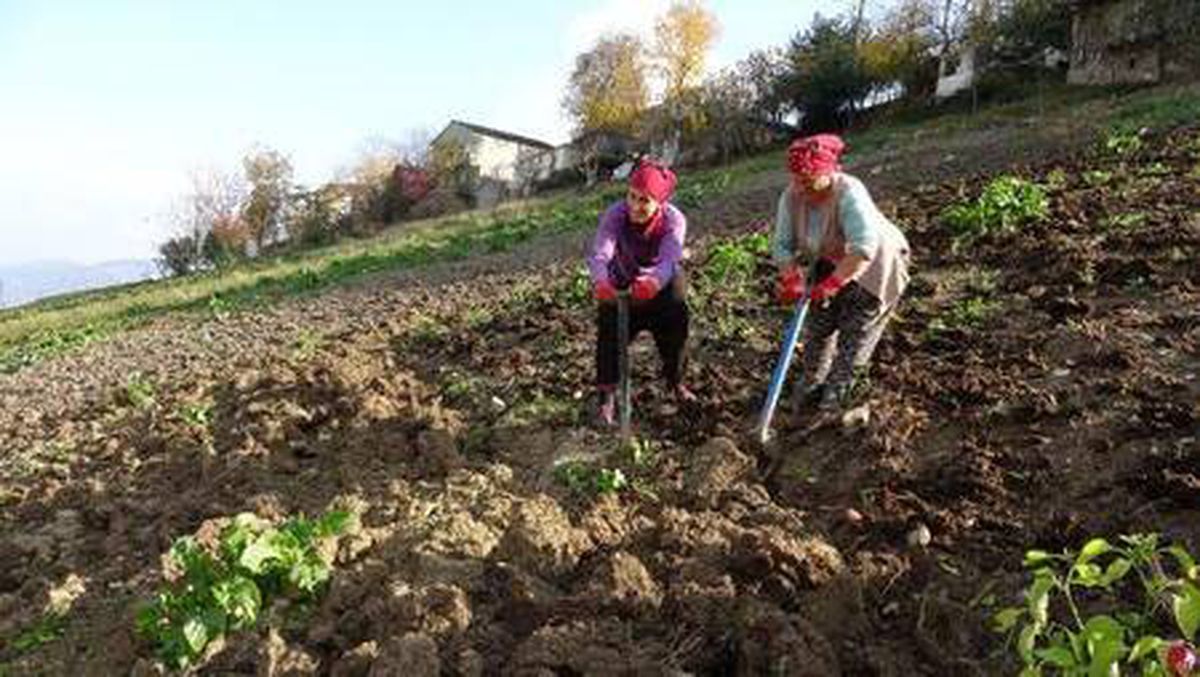 Trabzon\'da sokaklar boş, çiftçiler üretimde