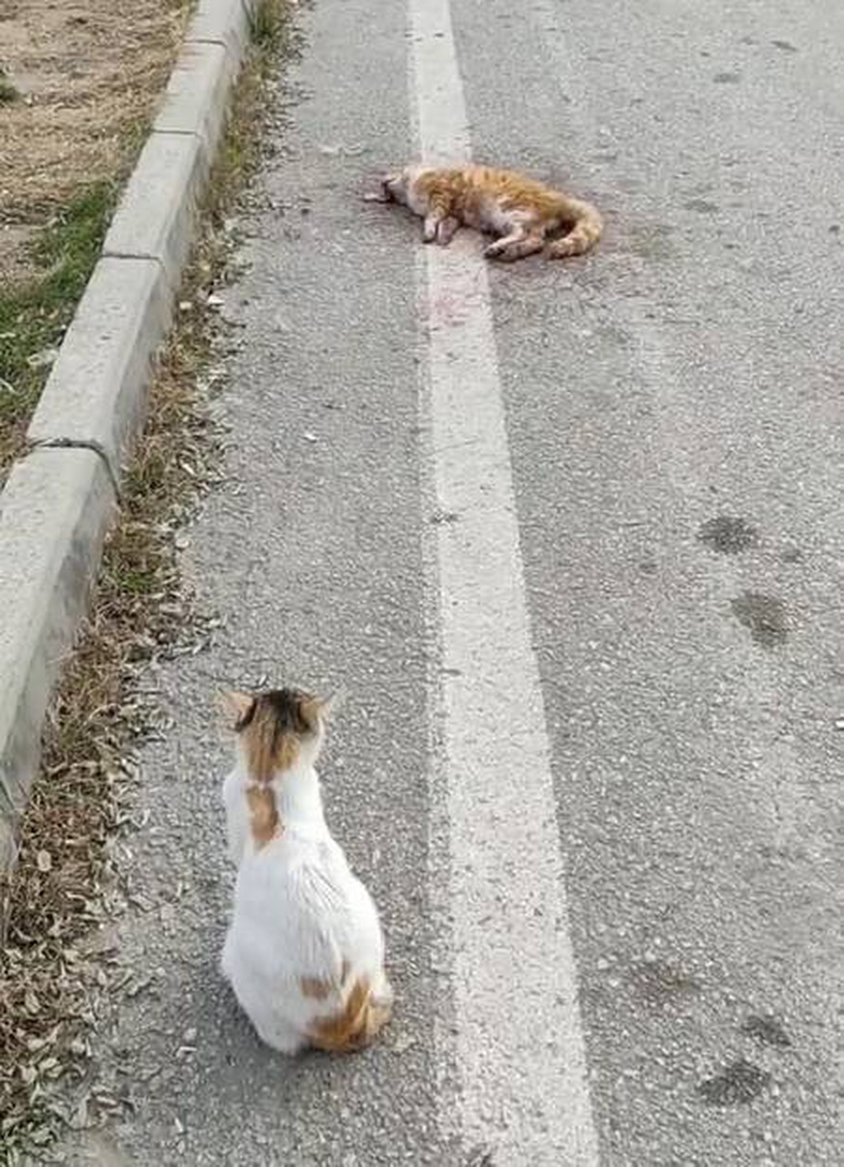 Aracın çarptığı kedi öldü, yanındaki kedi başından ayrılmadı