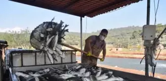 Muğla'nın atıl tarım arazilerine yapılan havuzlarda tonlarca balık üretiliyor