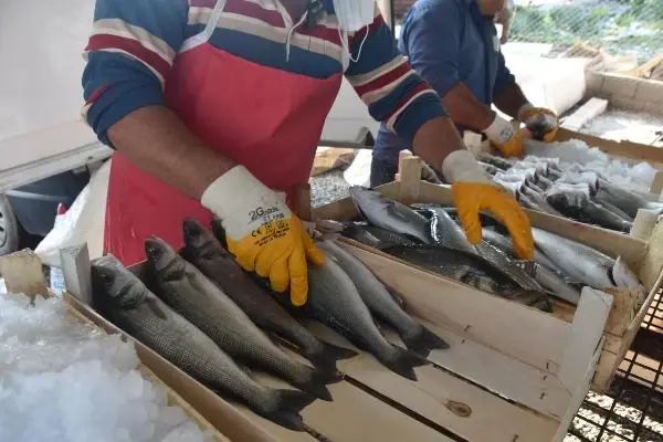 Muğla'nın atıl tarım arazilerine yapılan havuzlarda tonlarca balık üretiliyor