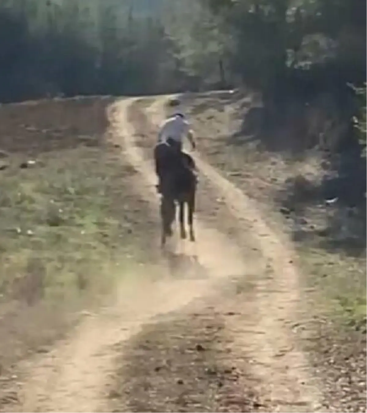 Attan düşerek yaralandı, o anlar cep telefonuna yansıdı