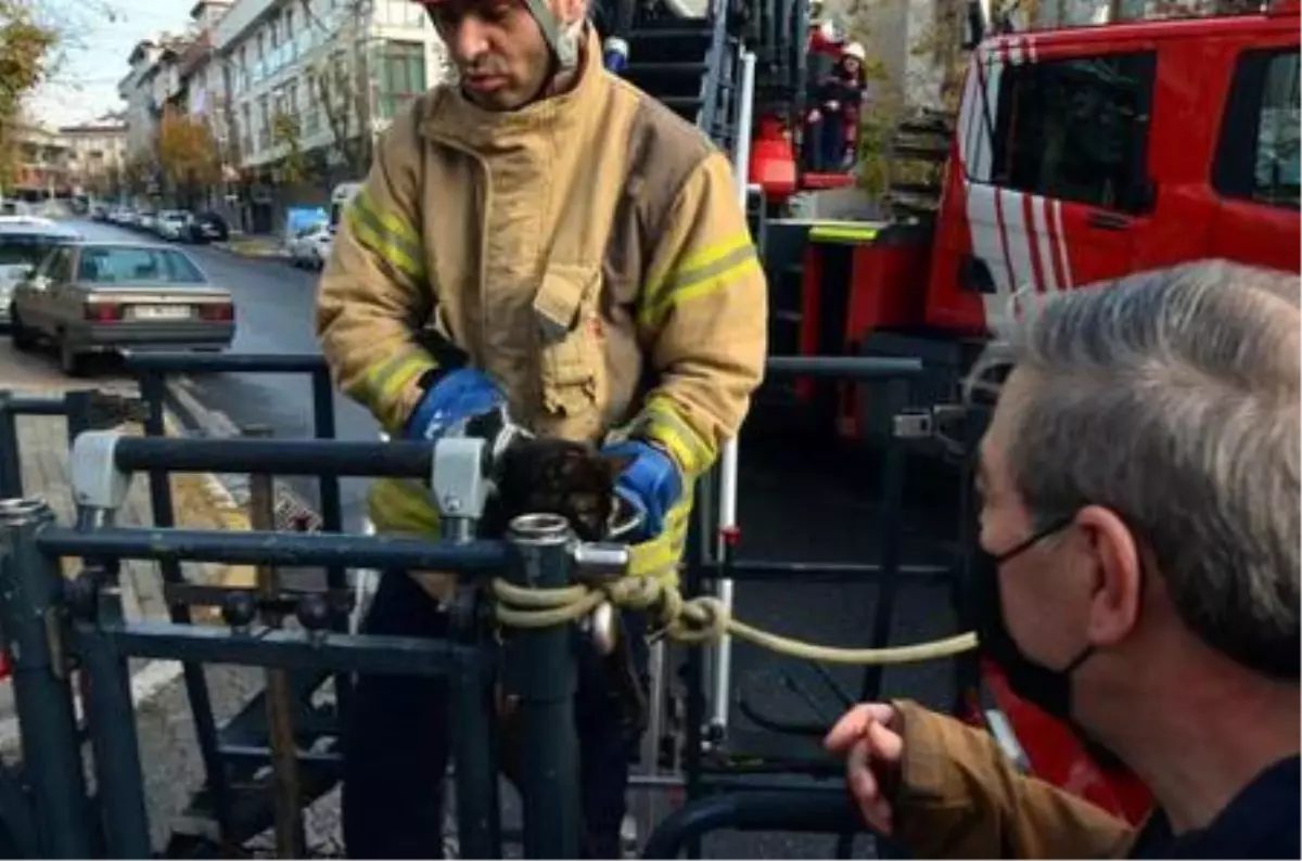 Avcılar\'da köpekten kaçıp ağaçta mahsur kalan kediyi itfaiye kurtardı