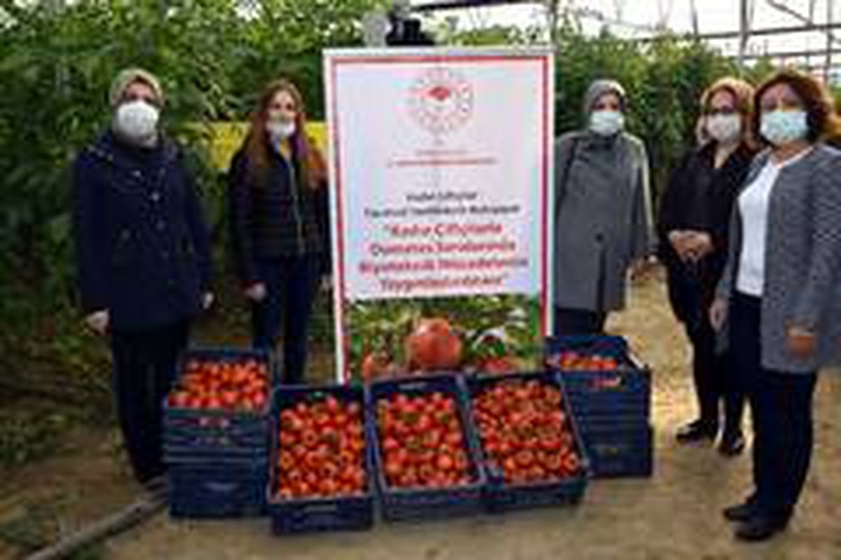 Biyoteknik mücadeleli serada hasat başladı