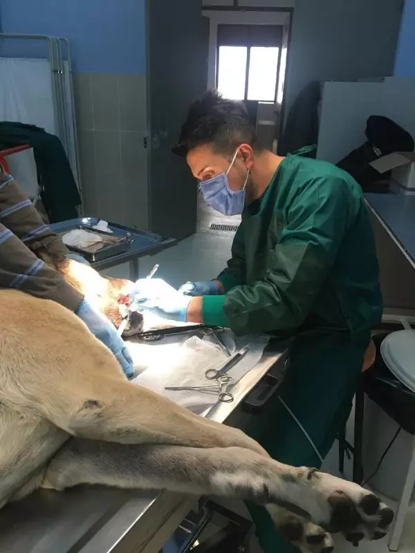 Son dakika... Kangal köpeklerin damaklarına yapışık dilleri operasyonla ayrıldı