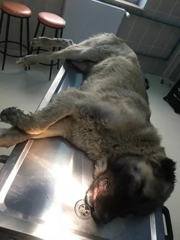 Son dakika... Kangal köpeklerin damaklarına yapışık dilleri operasyonla ayrıldı