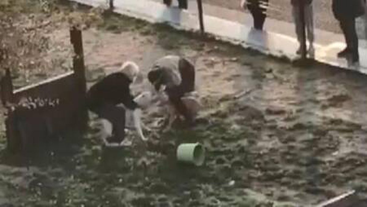 Son dakika gündem: Küçükçekmece\'de pitbull dehşeti kamerada...