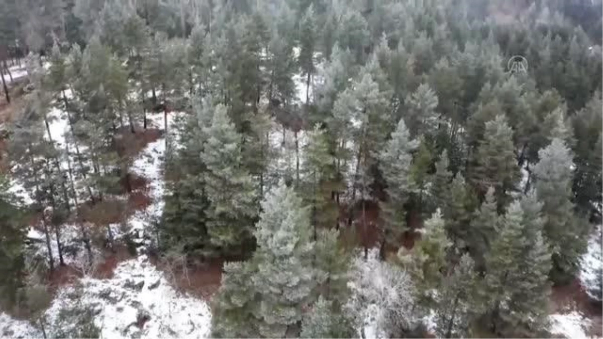 "Ormanın hayaleti" karla kaplı arazide dolaşırken görüntülendi
