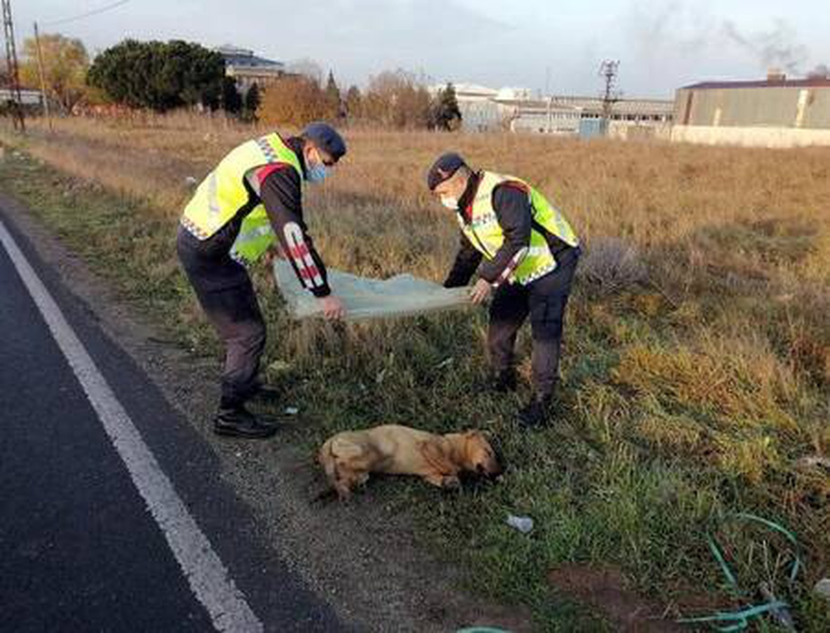 Otomobilin çarptığı köpeğe jandarma sahip çıktı
