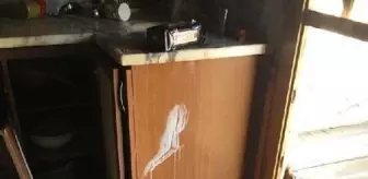 Rize'de ayılar, 25 yayla evine zarar verdi