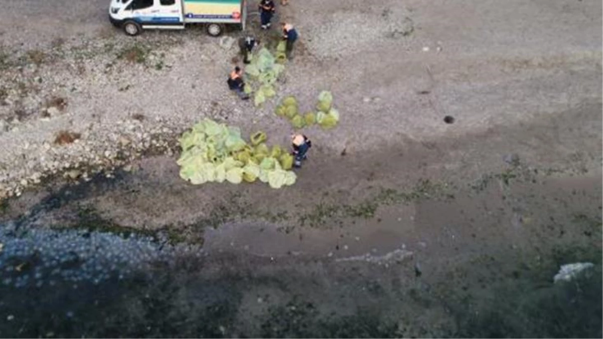 Sahildeki istilaya belediyeden müdahale! Ekipler, 10 ton dev denizanası topladı