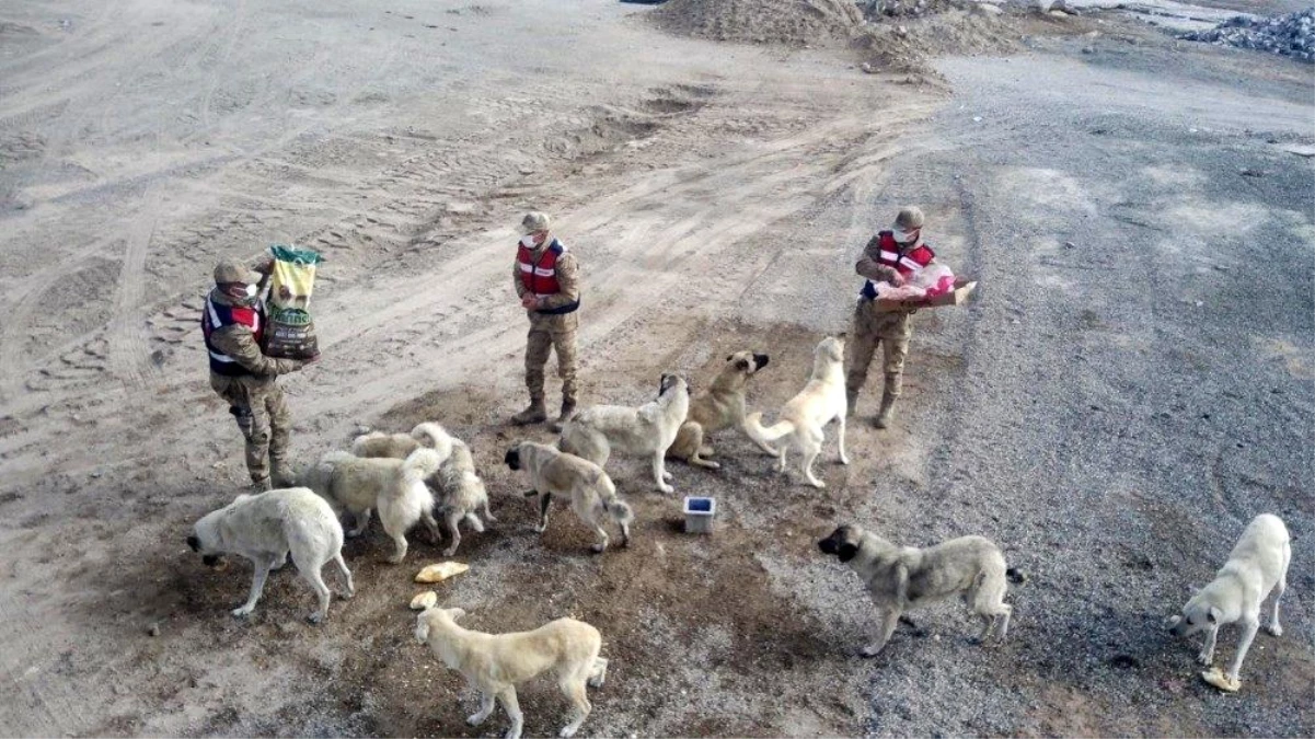 Sarıkamış\'ta kısmen boşaltılan köyde sahipsiz köpeklere jandarma sahip çıktı