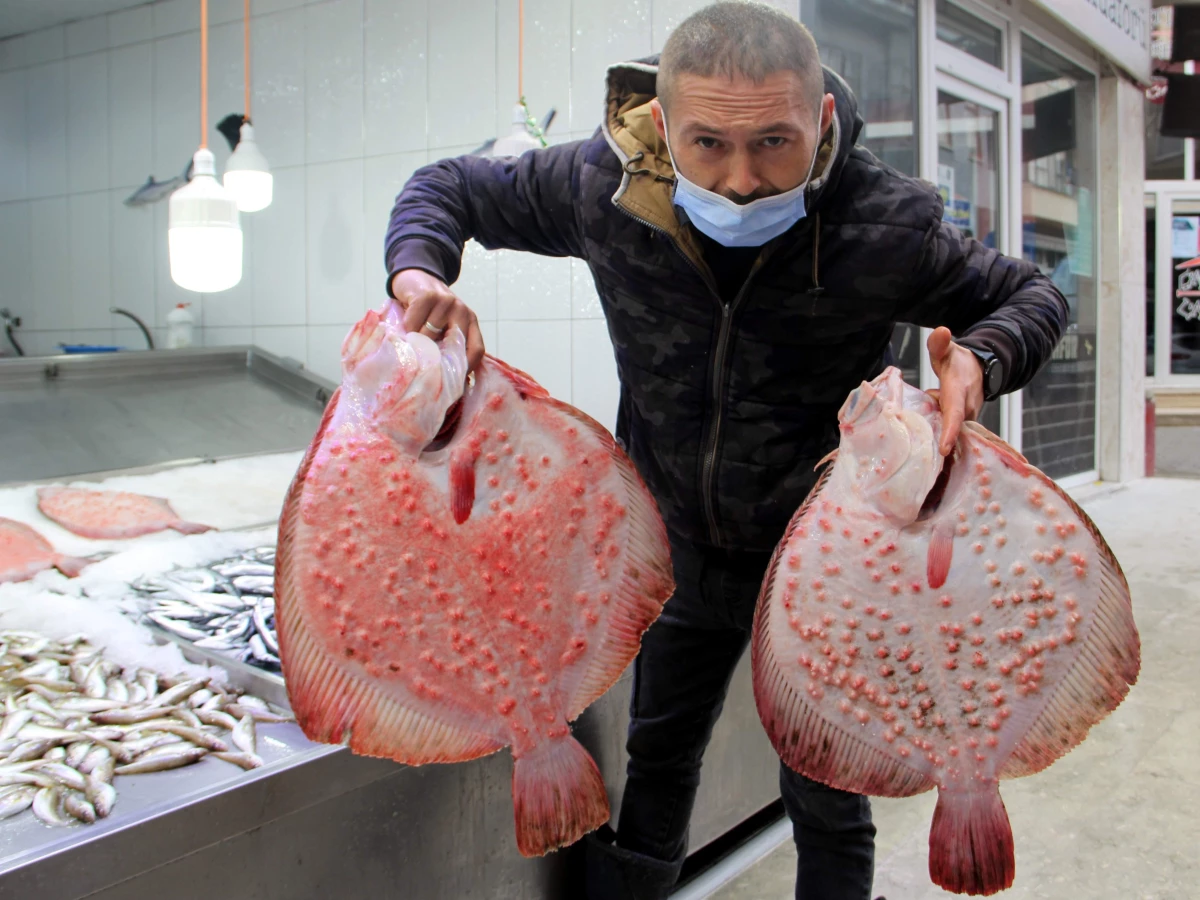 Sinop\'ta ağlara takılmaya başlayan kalkan balığının kilosu 200 lirayı buluyor