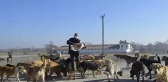 Topladığı ve satın aldığı yiyeceklerle sokak hayvanlarına bakıyor