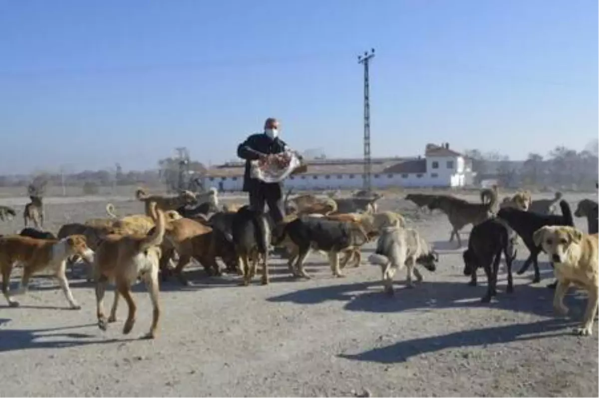 Topladığı ve satın aldığı yiyeceklerle sokak hayvanlarına bakıyor