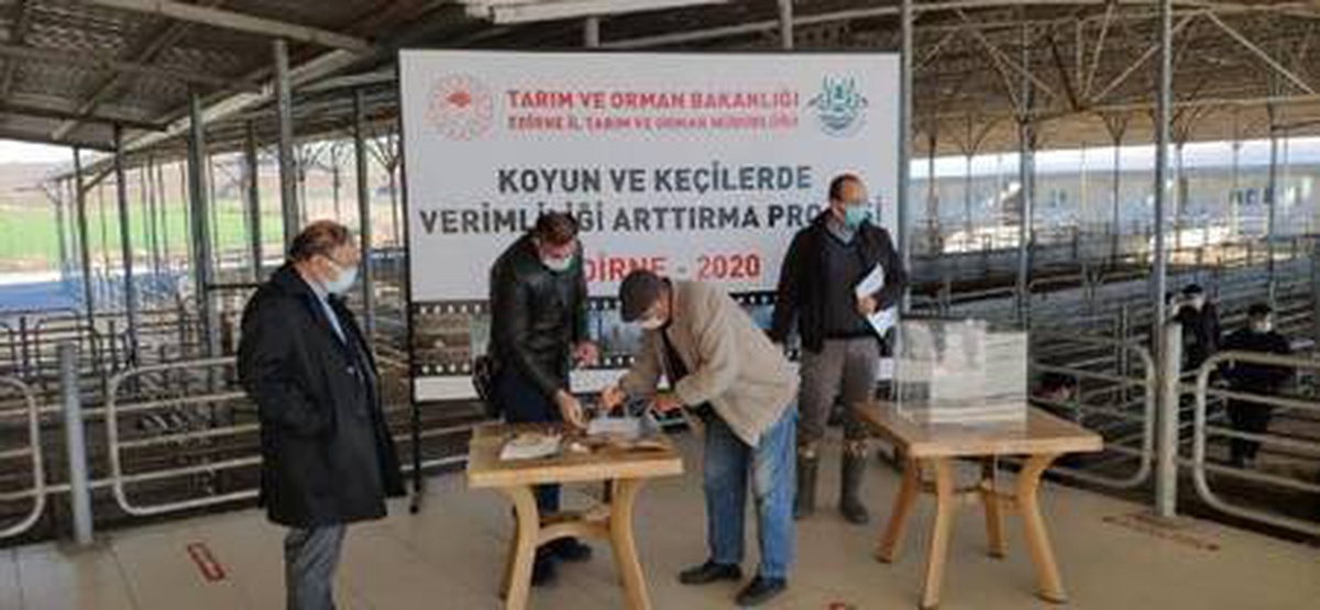 Edirne\'de küçükbaş hayvan yetiştiricilerine damızlık koç dağıtıldı