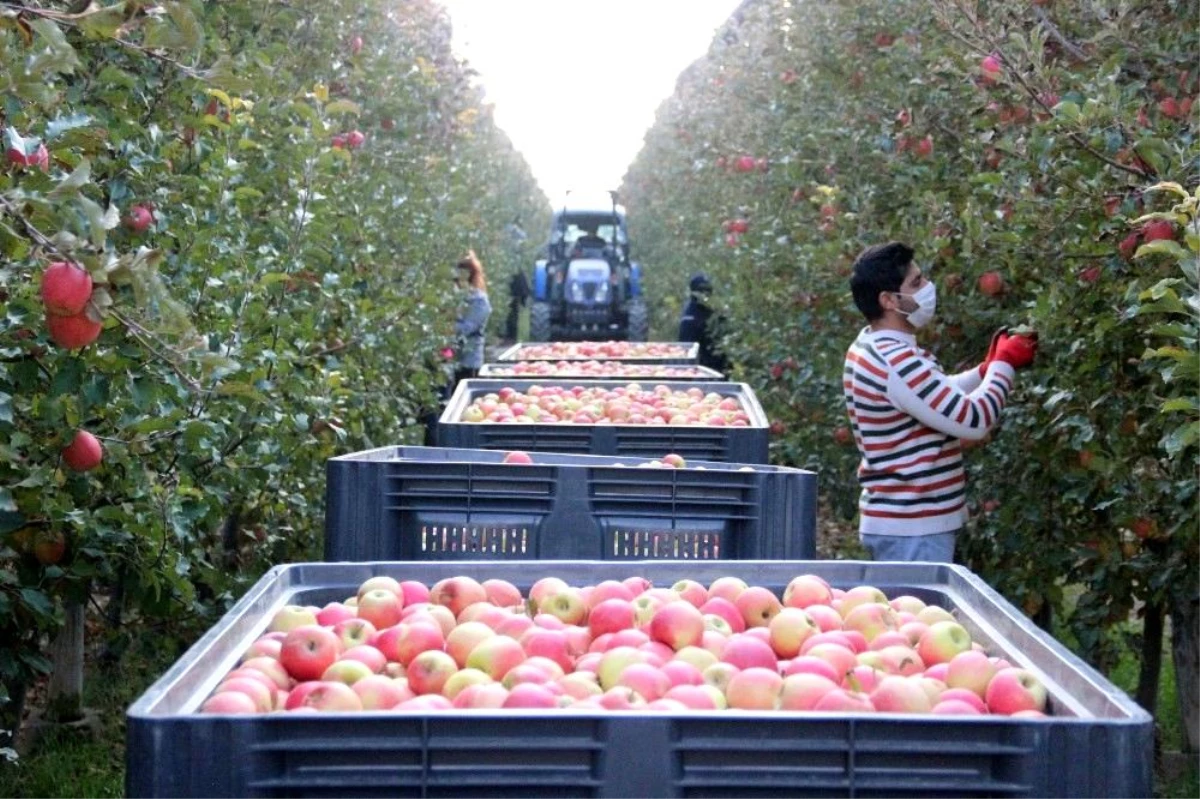 Türkiye\'nin elma deposunda son hasat yapıldı