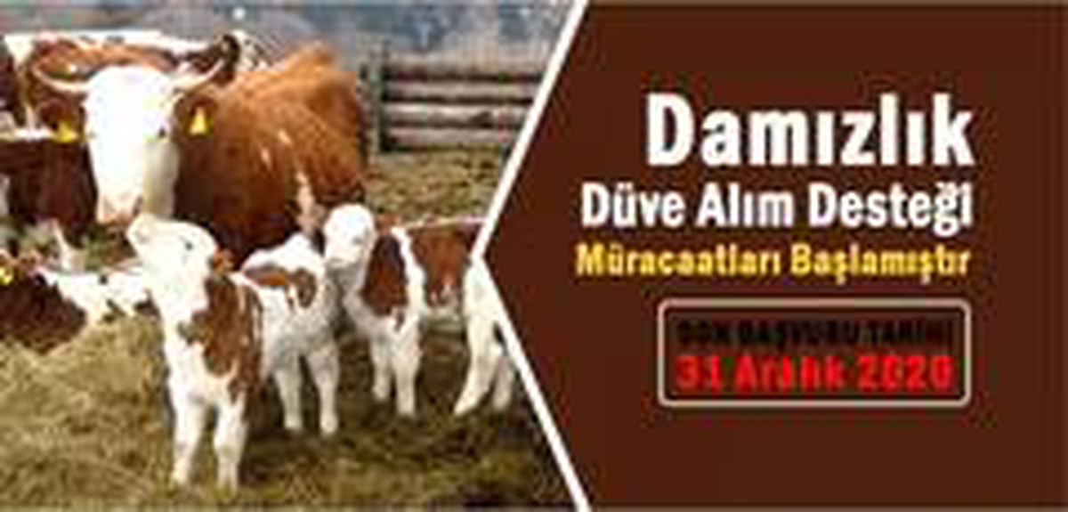 Damızlık düve alım desteği müracaatları başladı