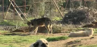 Göktürk'te başıboş köpek korkusu