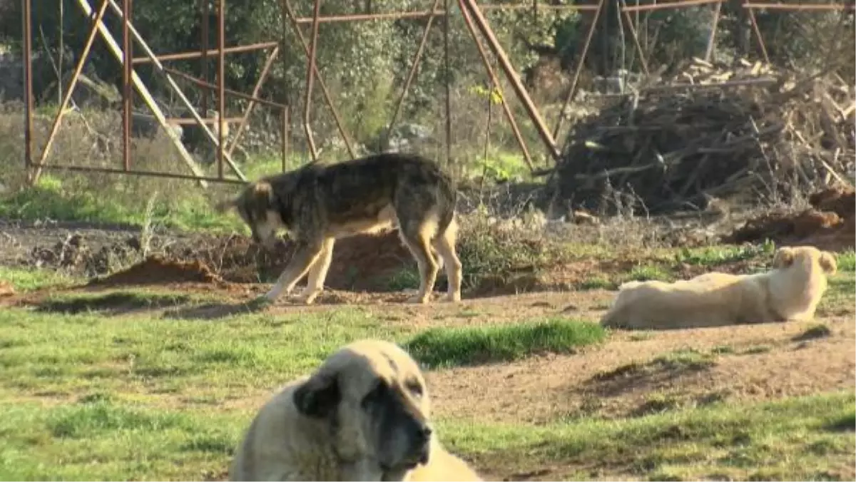 Göktürk\'te başıboş köpek korkusu