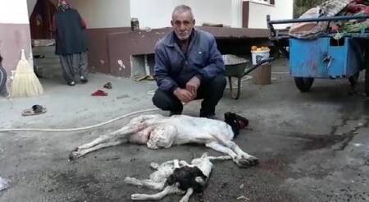 Keçi, 8 bacaklı oğlak doğurdu