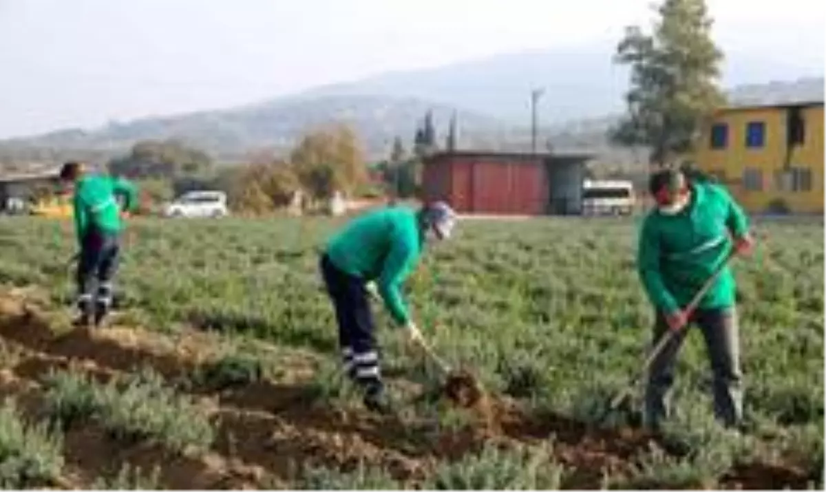 Korona virüsün düşmanı kekik kışa hazırlanıyor