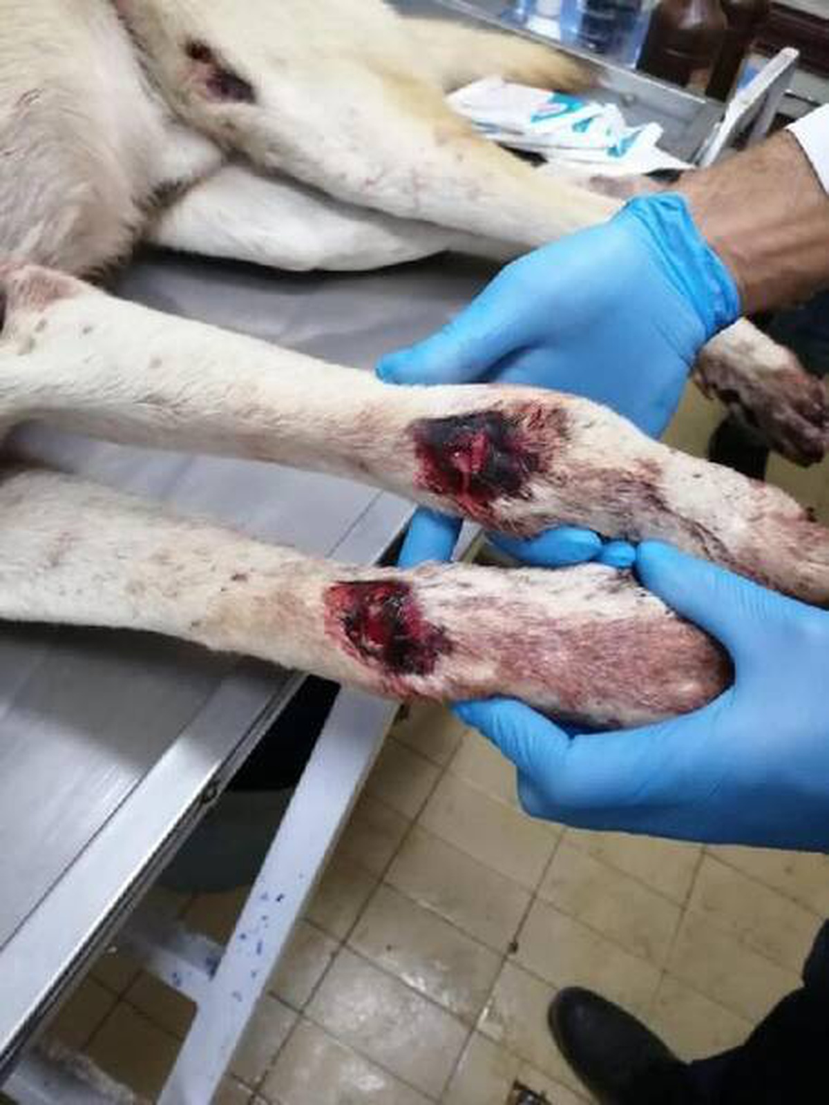 Motosiklete bağlanarak çekilen köpeğe tedavi; sürücüye 3 bin 837 lira