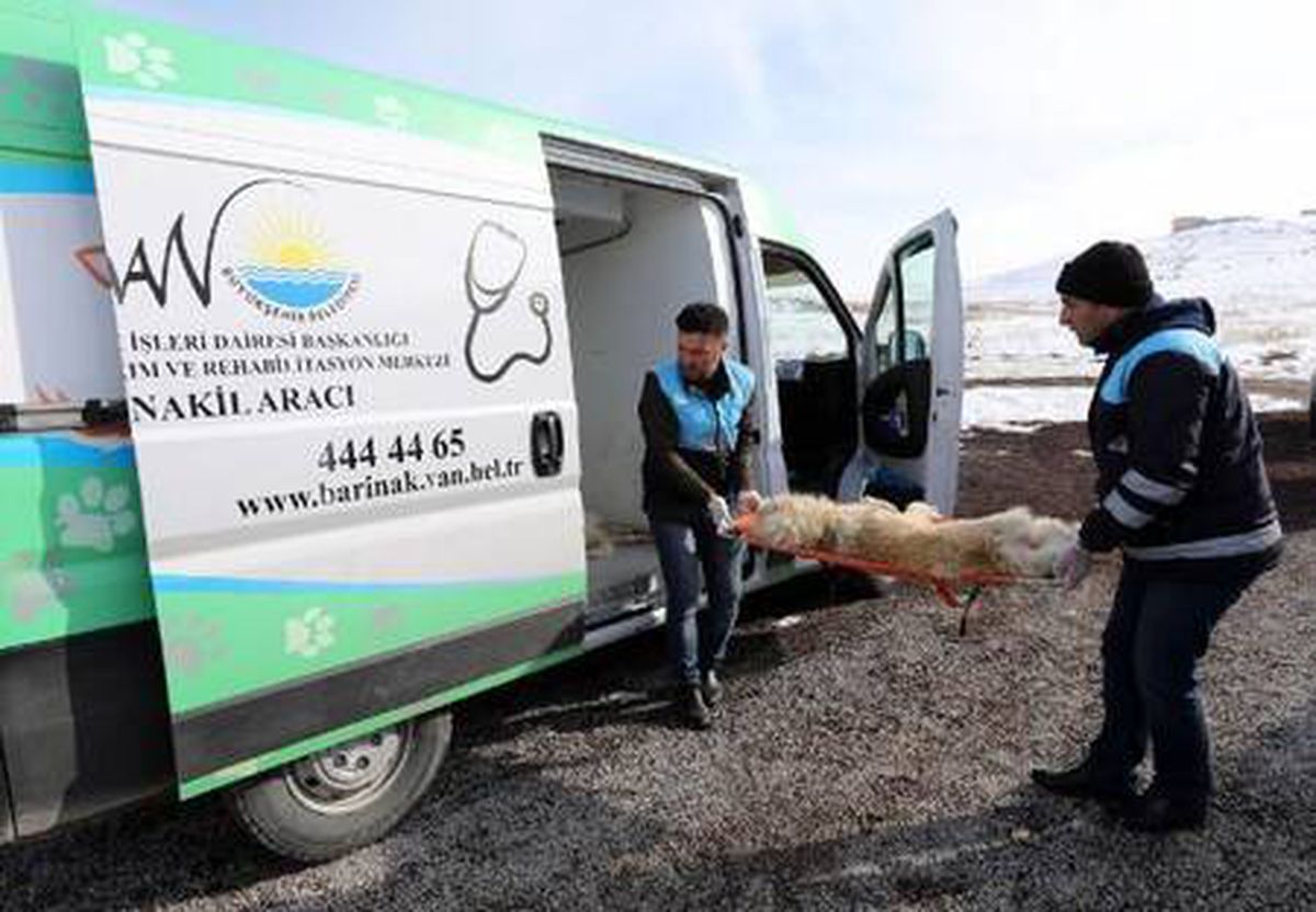 Van\'da 1 yılda 10 bin 542 sokak hayvanı tedavi edildi