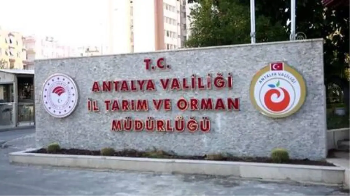 Balıkçılar balon balığı kuyruk alımına ilgi gösterdi