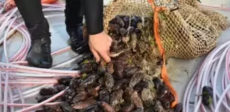 Bodrum'da 'deniz patlıcanı' denetimi