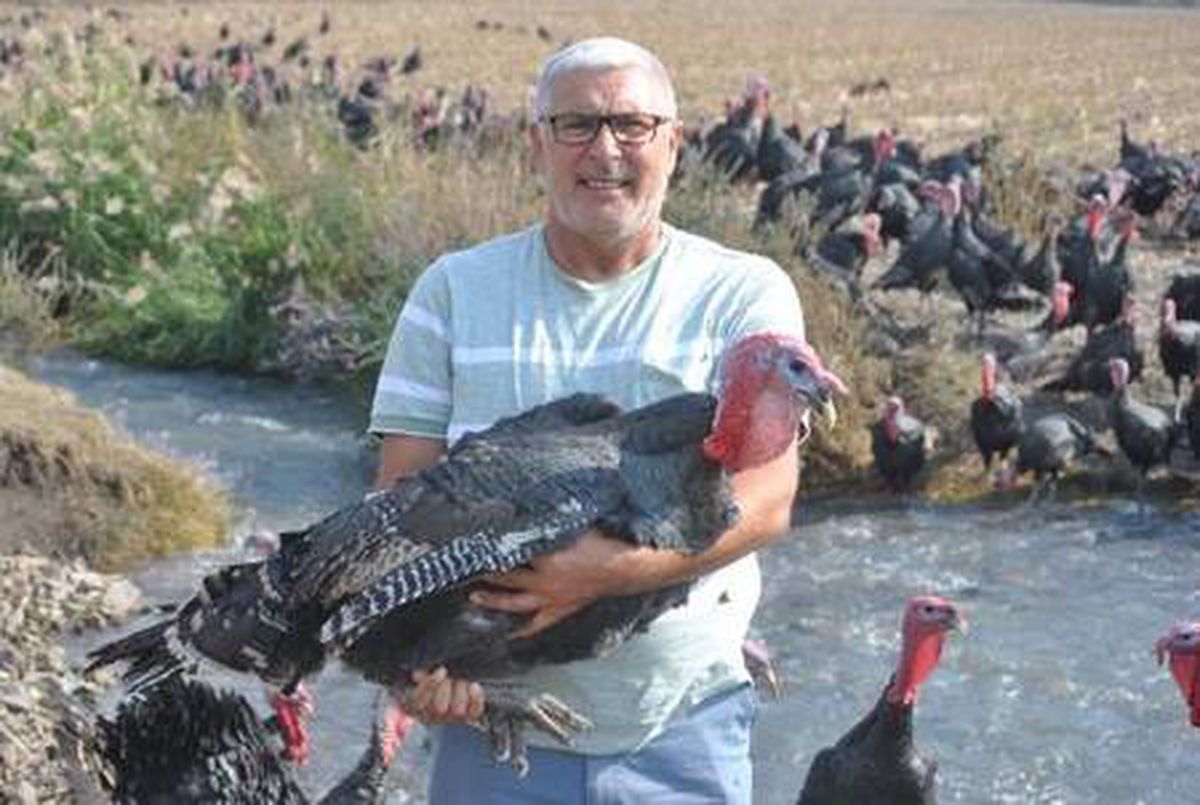 Hatay\'da, yılbaşı öncesi hindiler satışta