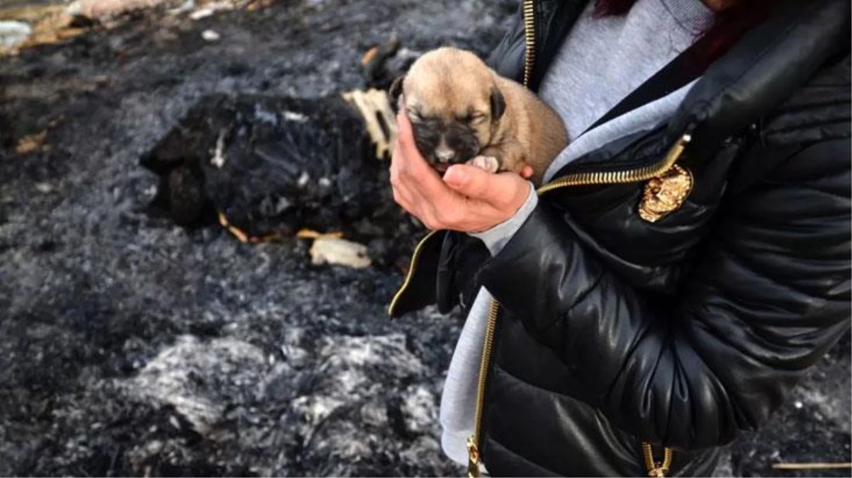 Konya\'da kulübeleri yakılan 9 yavru köpek yanarak can verdi