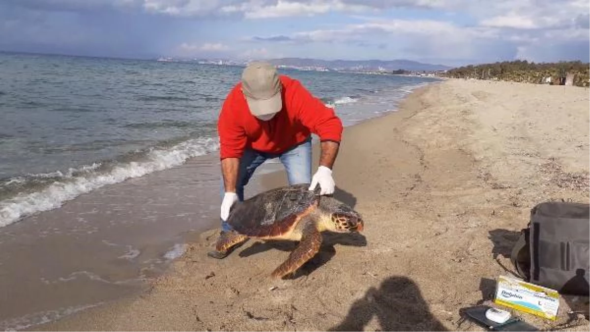 Son dakika haber: Kuşadası\'nda 2 deniz kaplumbağası ölü bulundu